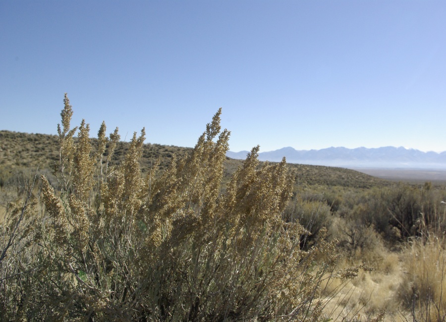 Spring Creek, Nevada 89801, ,Land,Sold,1017